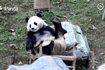 调皮的大熊猫躺在躺椅上玩耍gif图片