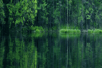 绿树湖中倒影唯美动态图