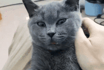 当你家的猫会说话GIF图片