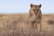 非洲野生狮群GIF图片