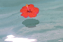 水面上一朵红花动画图片
