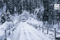 大雪纷飞的季节GIF图片
