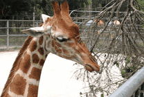 进食的长颈鹿GIF图片
