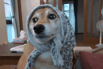农夫打扮的狗狗GIF图片