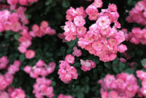 娇美动人的鲜花GIF图片
