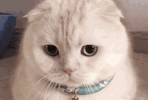 带小铃铛的白猫GIF图片