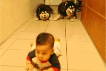 小男孩在地上爬行狗狗模仿gif图片