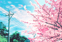 日本樱花花瓣飘落发图片