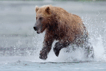 在水中急速狂奔的熊瞎子gif图片