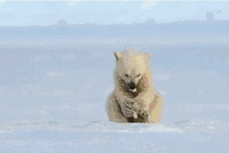 狗熊在湖面上捉鱼被吓得坐在了地上gif图片