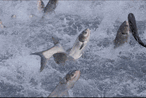 大海里的鱼儿成群结队的跳出海面gif图片