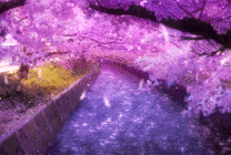 唯美花瓣飘落河流动画图片