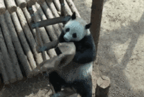 可爱的大熊猫拿毛巾盖住头gif图片