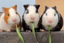 三只可爱的小兔子吃青草gif图片