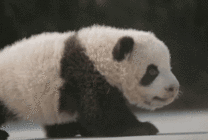 一只可爱的大熊猫在地上爬行gif图片