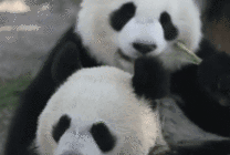 两只可爱的大熊猫依偎在一起吃竹笋gif图片