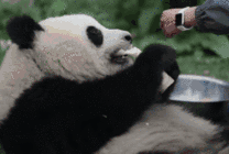 饲养员喂大熊猫食物gif图片