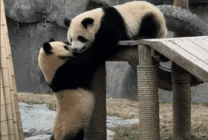 大熊猫打架GIF图片