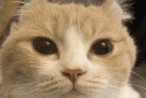 可爱的小猫咪摇耳朵GIF图片