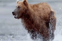 在水里奔跑的棕熊GIF图片