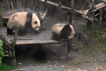 两只大熊猫在一起玩耍打闹GIF图片