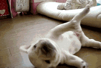 可爱的小狗狗躺在地上打滚GIF图片