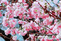 粉红色的桃花很艳丽GIF图片