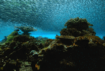 深海密集鱼群动态图片