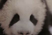 熊猫的眼睛动态图片