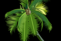 椰子树椰子掉落动画图片