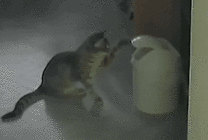 淘气的小猫咪玩垃圾桶gif图片