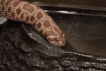 毒蛇喝水gif图片