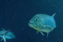 大海里的鱼GIF图片