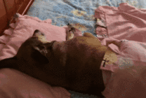 睡觉的狗狗GIF图片