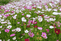 漫山遍野的鲜花很漂亮GIF图片