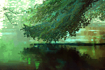 树叶抚水GIF图片