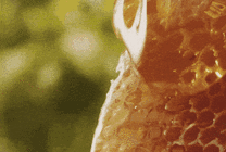 流淌的蜂蜜GIF图片