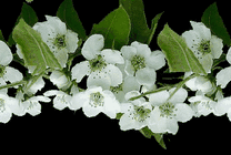 唯美白色小花GIF图片