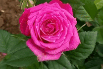 紫色和粉色的玫瑰GIF图片