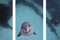 好奇的海豹GIF图片