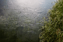 河边的水草GIF图片
