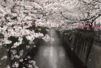 樱花飘落的季节GIF素材图片