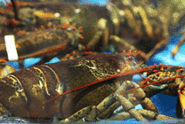 肥美多汁的大龙虾GIF图片
