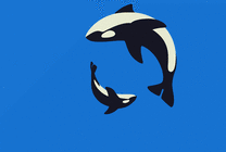 空中翻腾的海豚GIF素材图片
