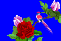 鸟儿玫瑰花上唱歌动画素材