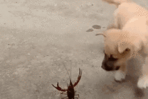 可爱的小狗狗与龙虾决战gif图片