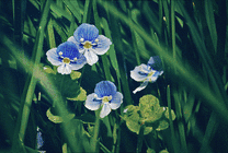 丛中小花GIF图片