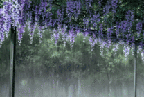 树林中一场大雨GIF图片