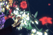触摸松散的花卉GIF图片
