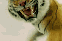 一只凶猛的老虎感觉要跳出画面一样gif图片